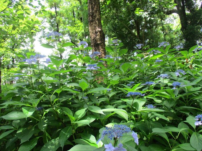 【5月の危険な身近な植物】知らない人が多い事実!デビルな紫陽花♡子供やペットのいる人は知っておいてね