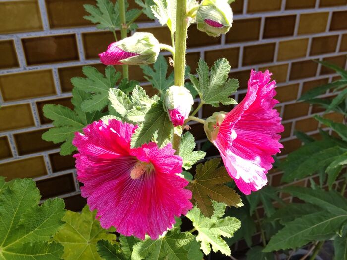 このお花は立葵(タチアオイ)です