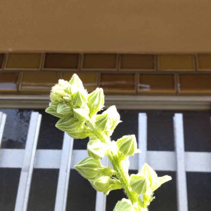 「気高く威厳に満ちた美」の花言葉通り、高く伸びた茎!美しい花を沢山咲かせます。