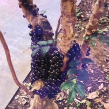 【仰天!な果実】「ジャボチカバ」の果実を食べた種も奇妙すぎる~!奇妙な果実のお菓子入手~♪