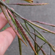 【5月の街中de見過ごされる危険!】このバッタのような物体?卵が入っている?放置するとヤバいんです。