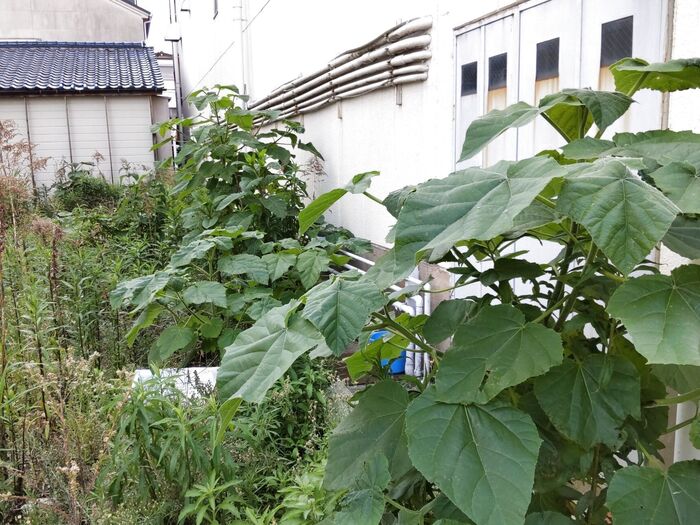 空き地にも、桐の幼木…