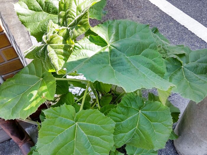 桐の木が生えて2年目の姉の家。ついにカットしたようです。