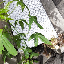 【5月 ゾンビな雑草達】うさぎと亀の競争~!ゾンビな雑草達の生存競争が凄すぎる件。この植物の正体は?