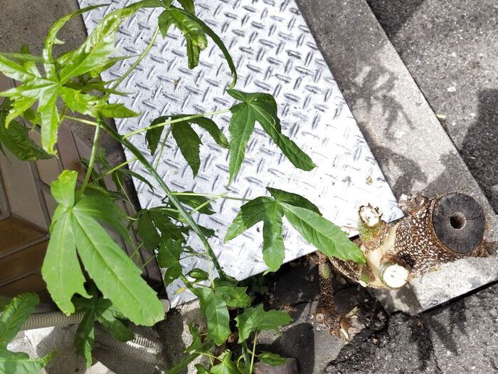 【5月 ゾンビな雑草達】うさぎと亀の競争~!ゾンビな雑草達の生存競争が凄すぎる件。この植物の正体は?