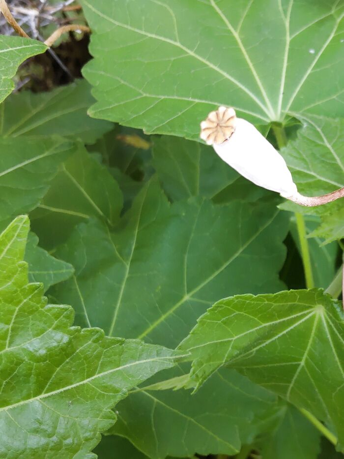 「実」です。壺のようなエイリアンの卵のような感じ?!