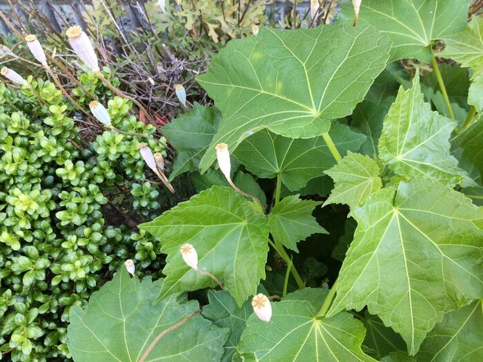 1株からはおよそ16万粒以上もの種が取れるそうです