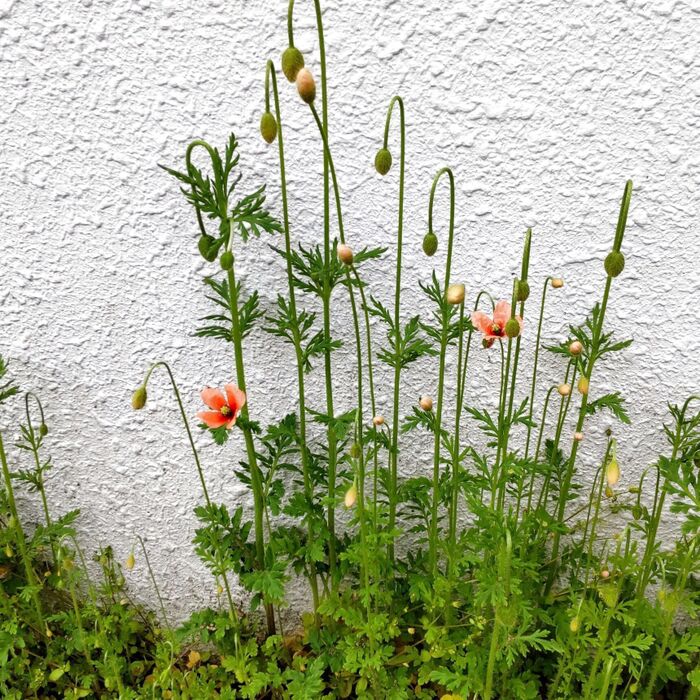 こちらが、その「ナガミヒナゲシ」の花です。可愛いけれど、増やしちゃいけない植物です