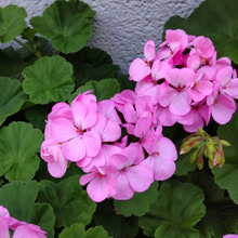 【5月のお花】花言葉の「君ありて幸福」が素敵ーー!!♡猫とは仲良くなれない、危険な植物でもあります!