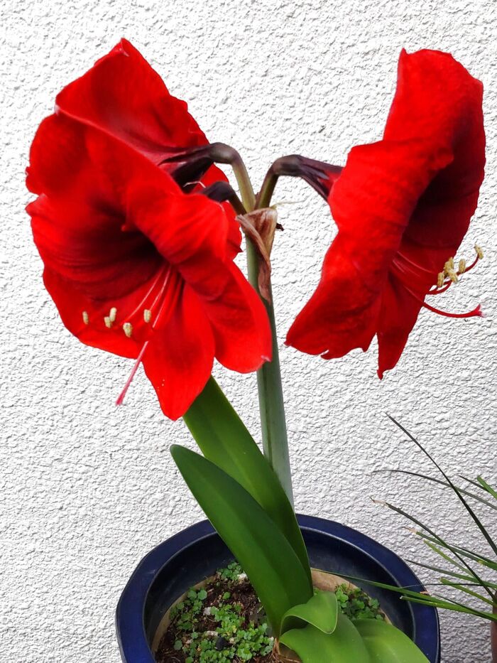 この植物は「アマリリス」です。