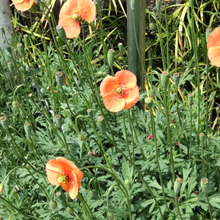 【5月道端の危険な雑草】気になる人続出の「オレンジ色の謎の花」!実入手!開けてみた、種も怖いー!!