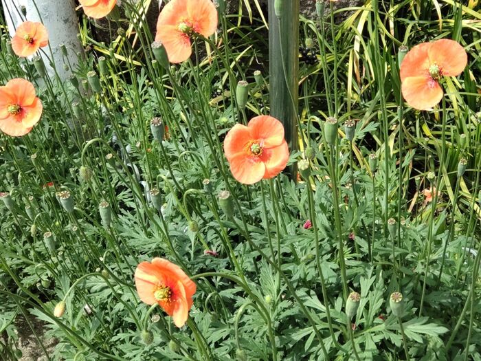 【5月道端の危険な雑草】気になる人続出の「オレンジ色の謎の花」!実入手!開けてみた、種も怖いー!!