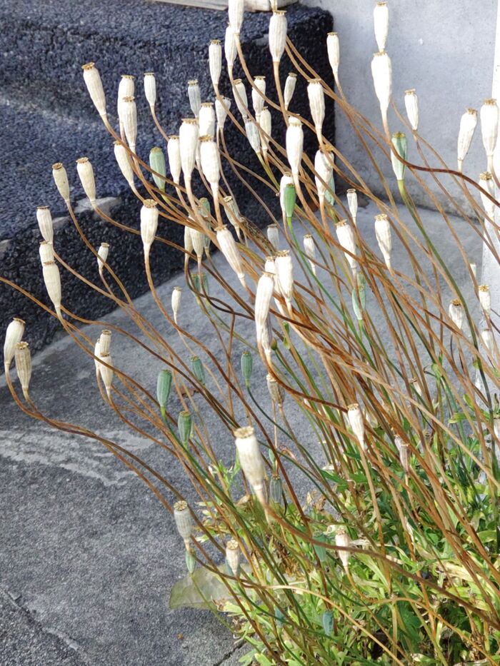 この種は「ナガミヒナゲシ」の種です。