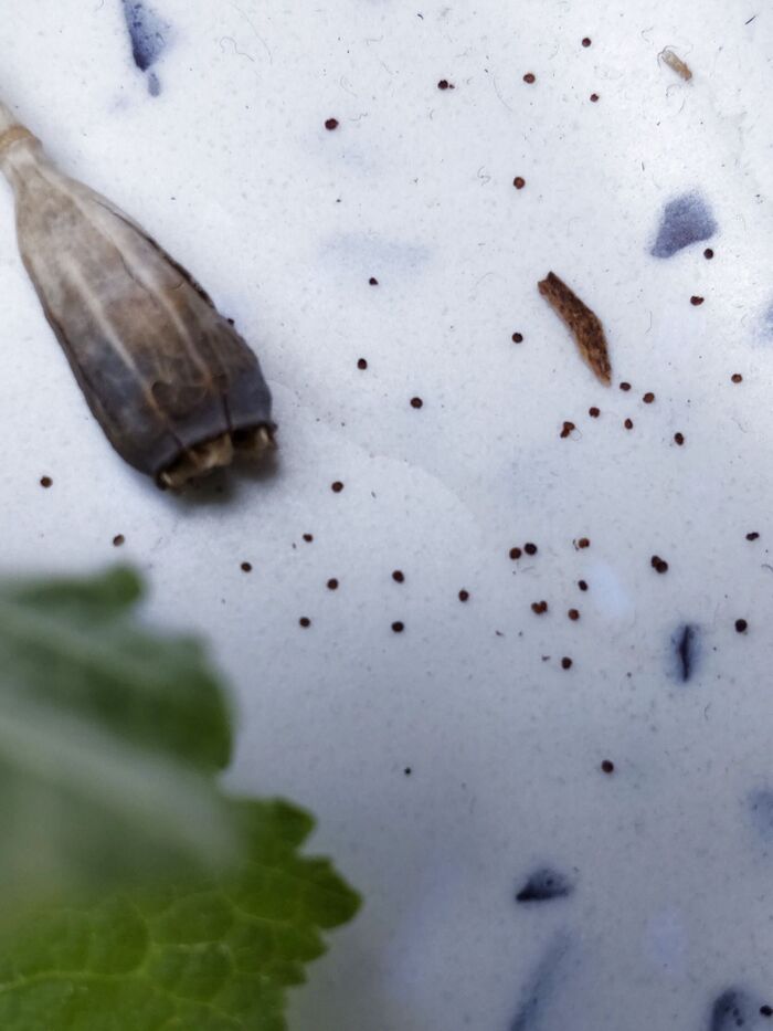 小さな粒1つ1つが種です