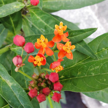 【5月の道端の危険な雑草】お子様、ペット注意!ひっそり1本だけ咲く赤い蕾と奇怪な花、怖すぎるーー!!