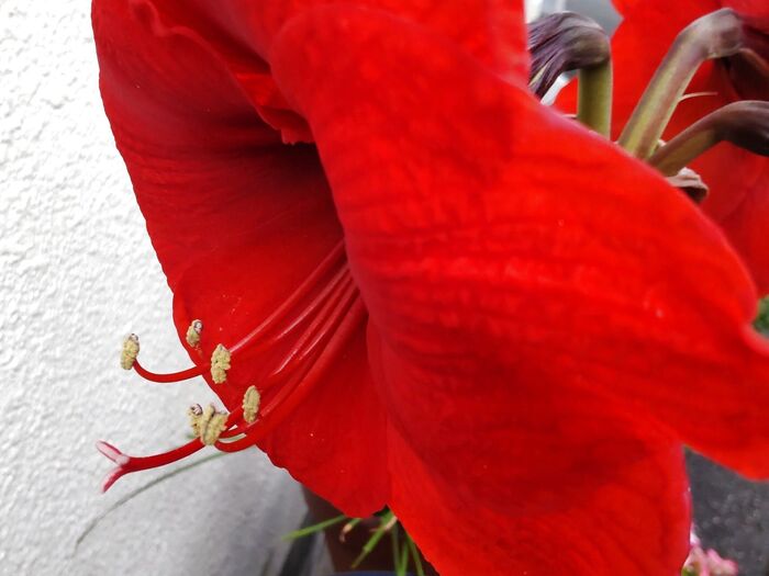 春から夏にかけて、大輪の花を咲かせます