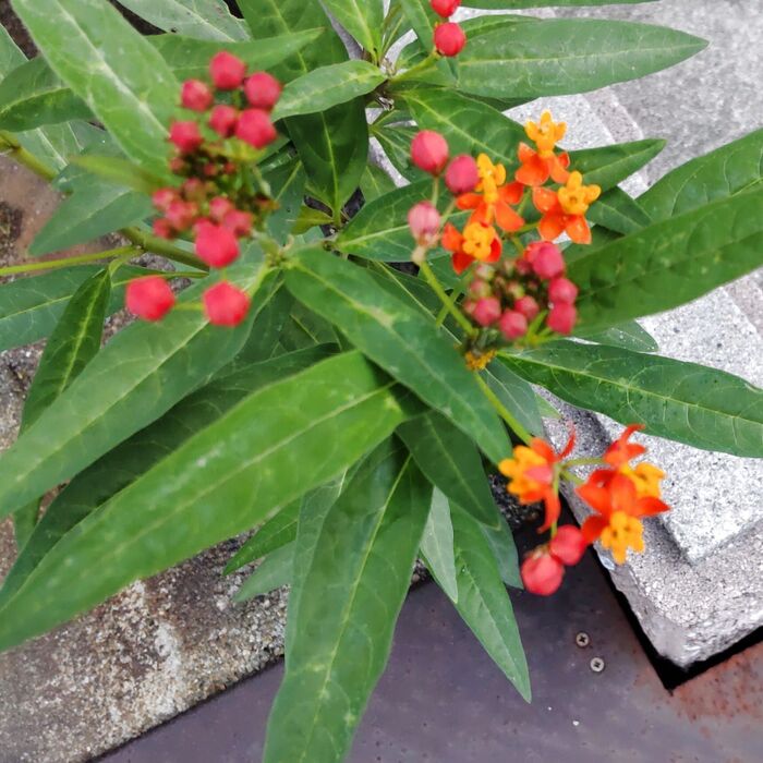 この植物は「トウワタ(唐綿)」です。別名は「アスクレピアス」