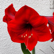 【5月の道端のお花】赤く輝くように美しい花「アマリリス」!危険?特にペットやお子様がいる方要注意!