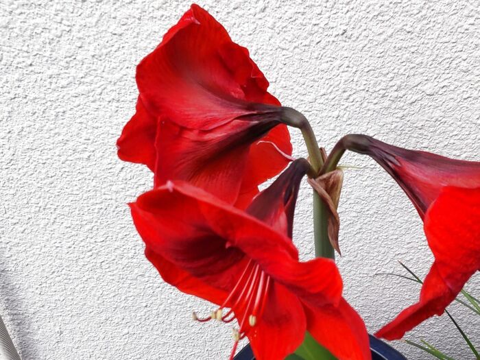 「アマリリス」全般の花言葉は「輝くほどの美しさ」「誇り」「おしゃべり」「内気」「虚栄心」「臆病な心」など
