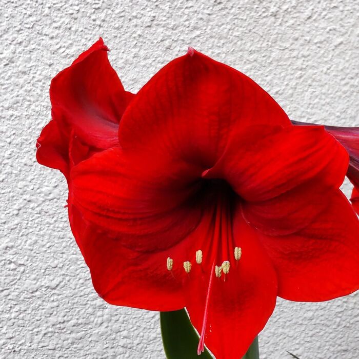 でもでも、取り扱い注意な花なんです。ヒガンバナ科で、猛毒がある植物です