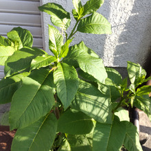 【5月の雑草】お子様を守って。一粒でもアウト!部位すべて怖い!!超危険な植物だと知りましたーー!!