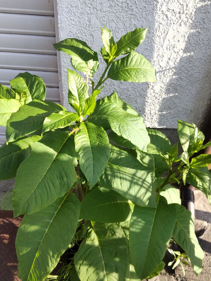 【5月の雑草】お子様を守って。一粒でもアウト!部位すべて怖い!!超危険な植物だと知りましたーー!!