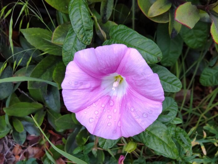 【5月の厄介な雑草】やんちゃな「ヒルガオ」の仲間♡慎ましやかだが、花言葉はワイドショー?