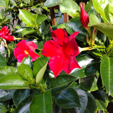 【5月の花】暑さに超強い!可愛い花「サンパラソル」♡意外に知られていない「毒」はどの部位にある?