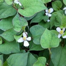 【5月の雑草】朝ドラの「らんまん」27話目の「ドクダミ」って?別名「地獄蕎麦」!その訳は?