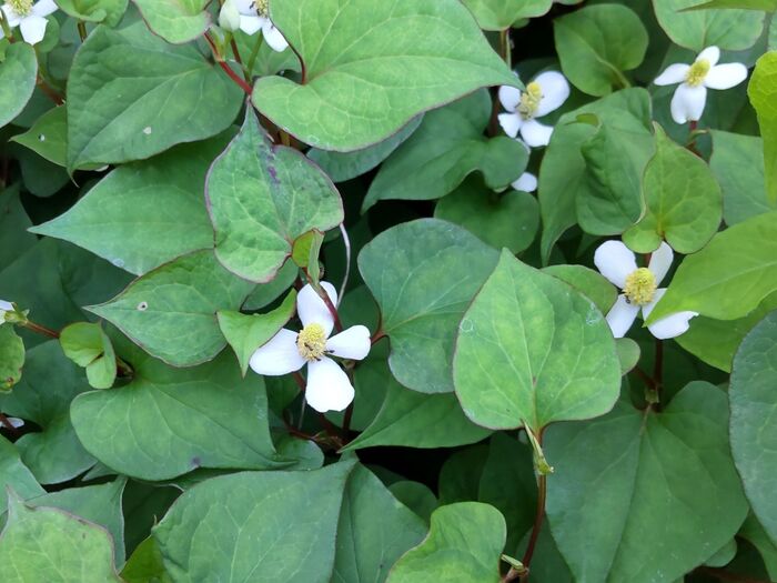 【5月の雑草】朝ドラの「らんまん」27話目の「ドクダミ」って?別名「地獄蕎麦」!その訳は?