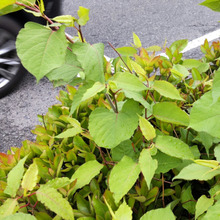 【5月の雑草】突き破る?呪いの力を持つヤバくて怖~い植物?「呪術廻戦」考察!イタドリは深い関りあり?