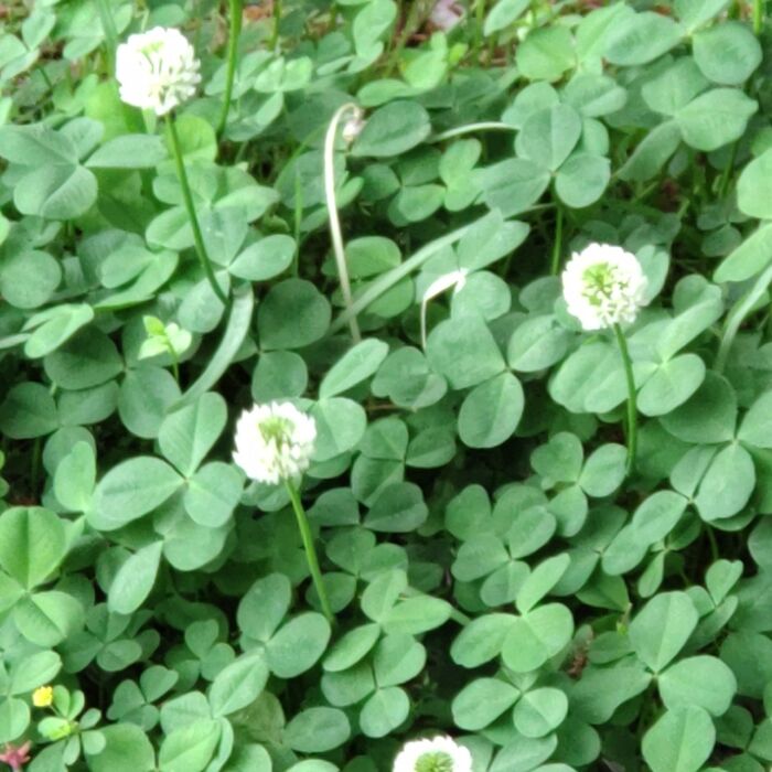 【春の雑草】朝ドラ「らんまん」38話目の「シロツメクサ」ってどんな花なの?花言葉は「復讐」もあるの?