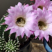 【5月の道端の多肉植物】「美人薄命」な「チョウセイマル」の花が開花!サボテンの花言葉「枯れない愛」