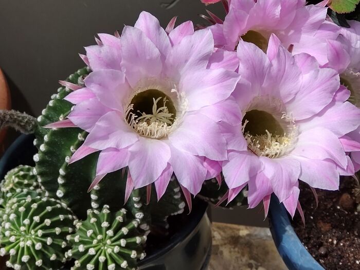 【5月の道端の多肉植物】「美人薄命」な「チョウセイマル」の花が開花!サボテンの花言葉「枯れない愛」