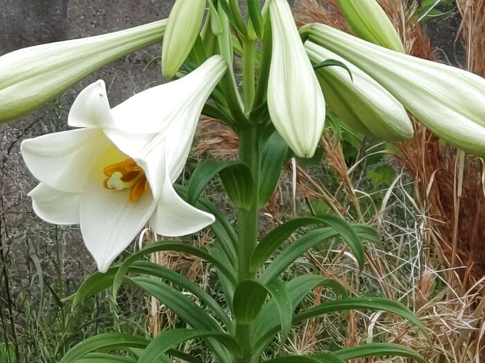 こちらは、空き地に自生する、なんだか得体のしれない白いユリです。
