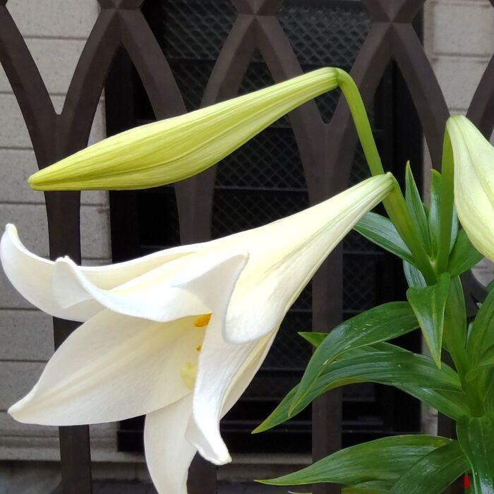 このお花は、園芸品種の「テッポウユリ」です。