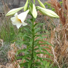 【道端の危険な雑草】猛毒?!怖い不気味な1本の白いユリ開花「テッポウユリ」?厄介な「タカサゴユリ」?