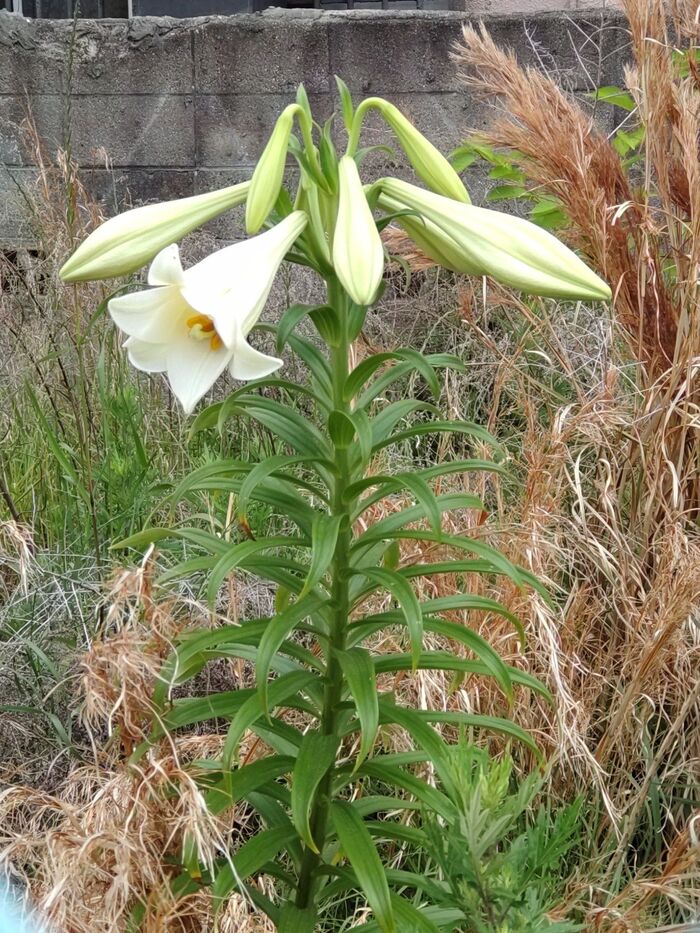 【道端の危険な雑草】猛毒?!怖い不気味な1本の白いユリ開花「テッポウユリ」?厄介な「タカサゴユリ」?