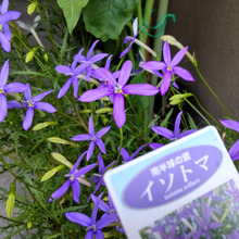 【5月危険な植物】花言葉は「猛毒」!ゾゾーー!なんと、この子も毒があるの?失明の恐れも?