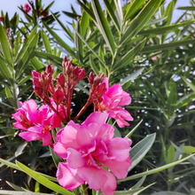 【道端の超危険植物】ブルブルッ!身近なだけに心配!子供やペットを守ろうー!駆除法を誤ると悲報を呼ぶ。