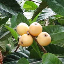 驚きの事実!花言葉「密かな告白」に、なるほどー!!ビワに潜む危険に迫ります。毒あります!