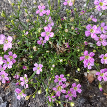 【5月道端の雑草】コンクリートに咲く小さな花♡『ド根性』なこの子の花言葉は「清らかな心」♪