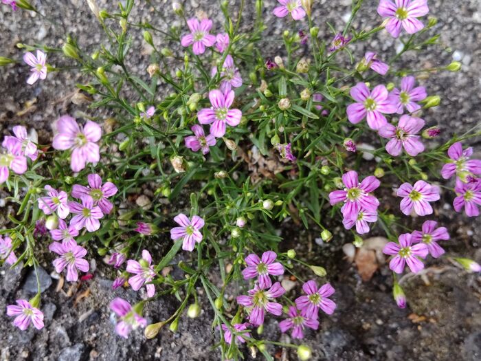 【5月道端の雑草】コンクリートに咲く小さな花♡『ド根性』なこの子の花言葉は「清らかな心」♪