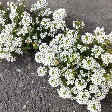 【5月の道端の雑草】コンクリートに咲く【ド根性】な花♡花言葉は「美しさを超えた価値」や「飛躍」♪