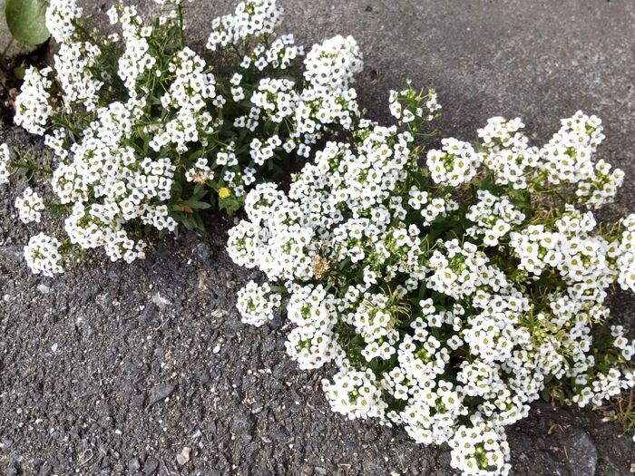 【5月の道端の雑草】コンクリートに咲く【ド根性】な花♡花言葉は「美しさを超えた価値」や「飛躍」♪