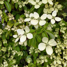 【5月の道端の不思議な木】花言葉は「友情」♡花もちが良すぎる秘密とは?熊やスズメ蜂も好物?