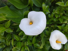 【5月道端の身近な危険植物】白くてアイスクリームみたいで美味しそう?ダメ!お子様に注意を促しましょう