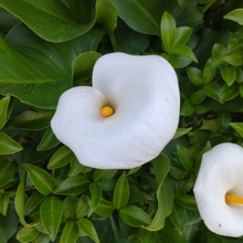 【5月道端の身近な危険植物】白くてアイスクリームみたいで美味しそう?ダメ!お子様に注意を促しましょう