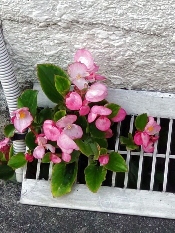 【5月の道端の植物】過酷な環境に「ド根性」なピンクの花!花言葉は?!強健!育ててみる?