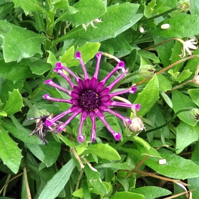 【5月の道端の奇妙な花】「紫の蜘蛛」♡名前からして怖いーー!この花は、何者?毒があるの?